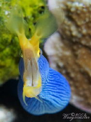 Blue Ribbon Eel (Rhinomuraena quaesita) - Nusa Penida, Ba... by Marco Waagmeester 
